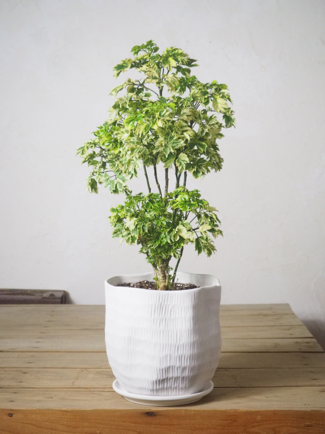 Mサイズ(30～60cm) 5,001～10,000円｜京都二条の観葉植物専門店
