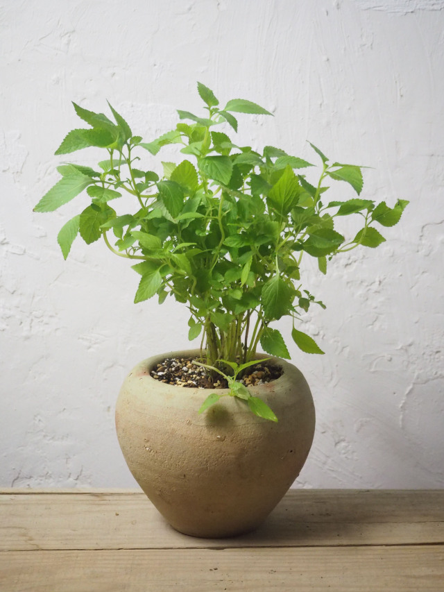 2点、観葉植物　専用 観葉植物の販売・ギフトならフラワーコーポレーション / 観葉