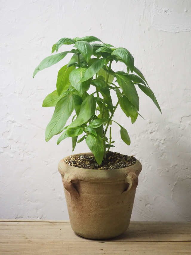 2点、観葉植物　専用 楽天市場】【店内全品2個で10%OFFクーポン配布】 観葉植物