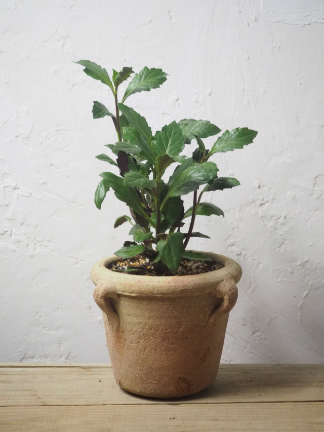 2点、観葉植物　専用 71R7UidAeGL._UF894,1000_QL80_.jpg
