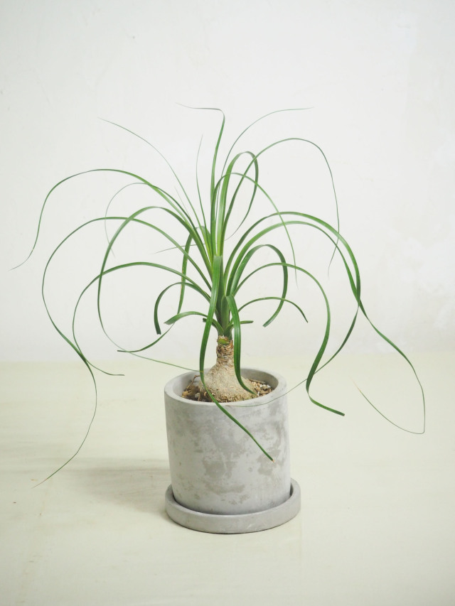 ALL PLANTS 商品一覧｜京都二条の観葉植物専門店 cotoha/コトハ