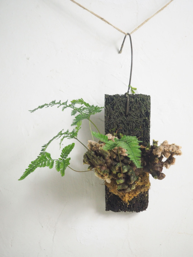 観葉植物　釣り忍　☆☆☆☆☆☆☆ 楽天市場】吊りシノブの通販