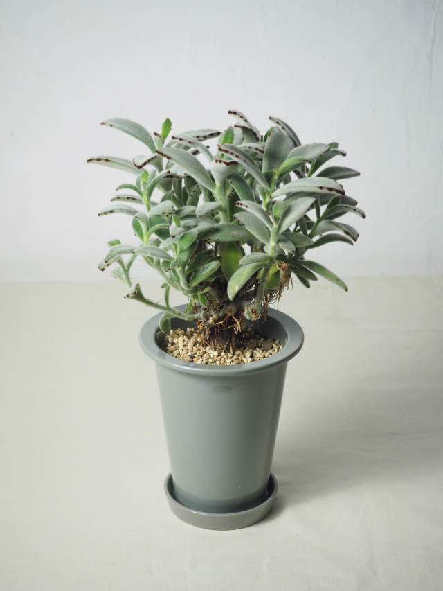 その他観葉植物 Shion* 全商品一覧/ 人気の観葉植物、お祝いギフト、移転祝い、開店祝い