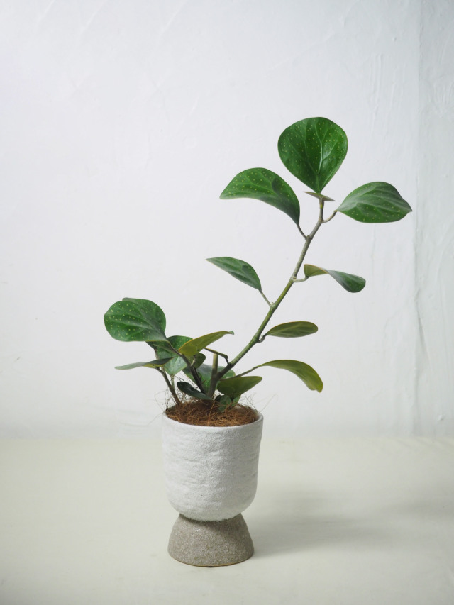 コバンボタイジュ(小判菩提樹)