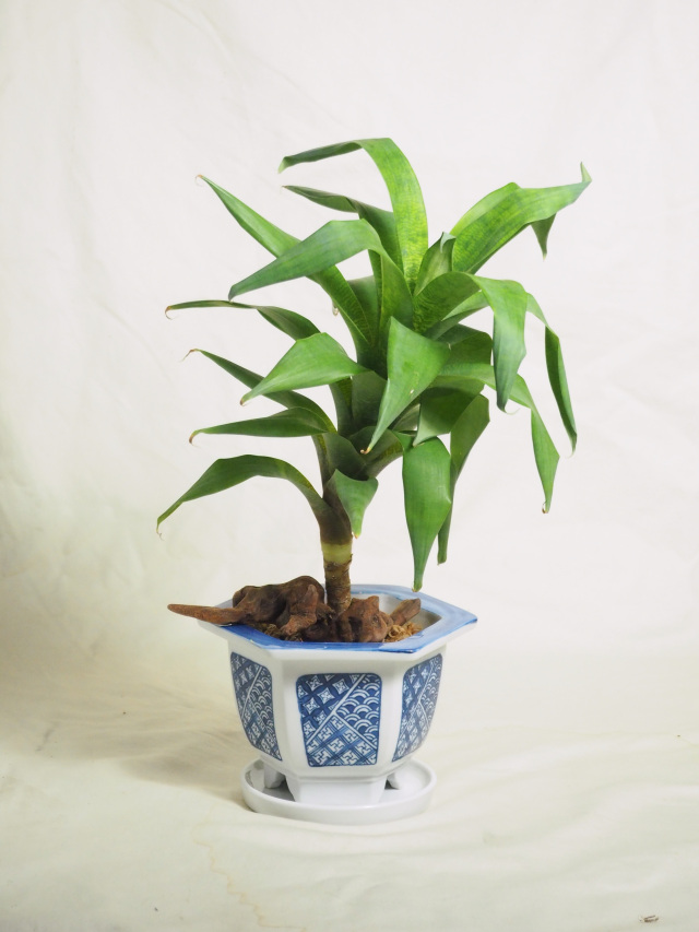 Mサイズ(30～60cm)｜京都二条の観葉植物専門店 cotoha/コトハ
