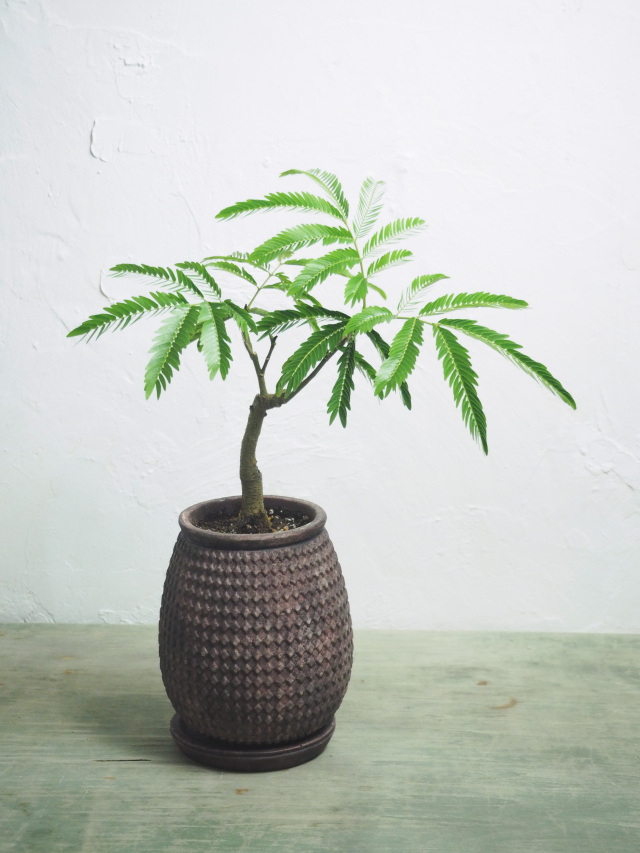 エバーフレッシュ｜京都二条の観葉植物専門店 cotoha/コトハ