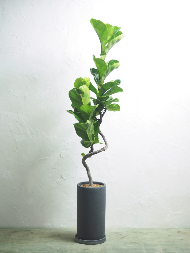 フィカス 観葉植物 フローリスト監修】フィカス（ゴムの木）の育て方｜水やりのコツ