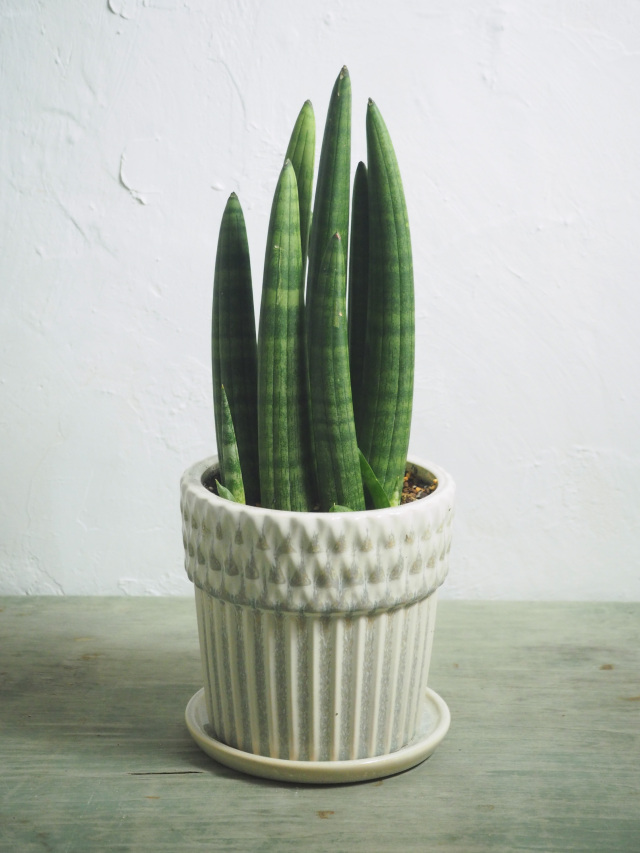 EMP サンセベリア KOBITO 小人 / 親株サイズ SA52 EMP サンセベリア KOBITO 小人 / 親株サイズ SA52 - メルカリ