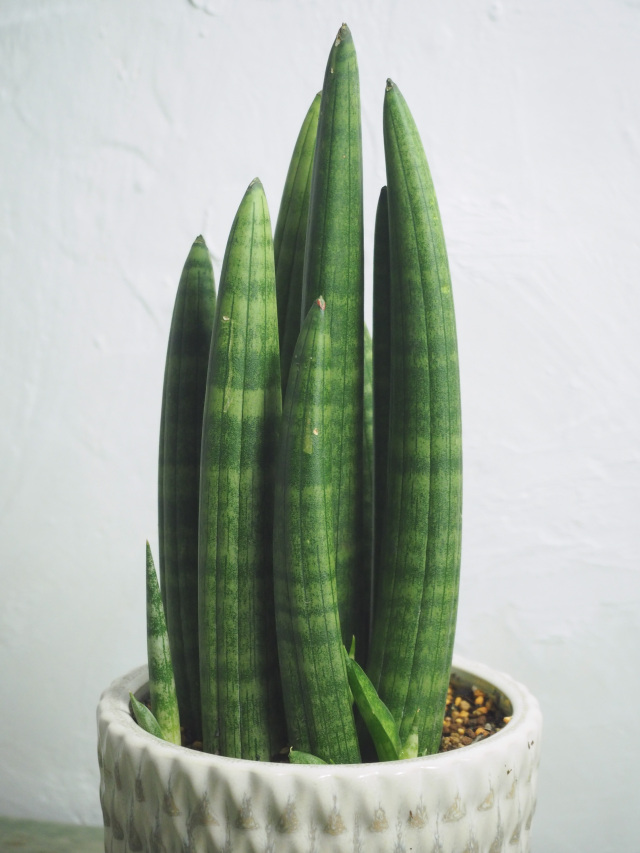 サンスベリア・スタッキー