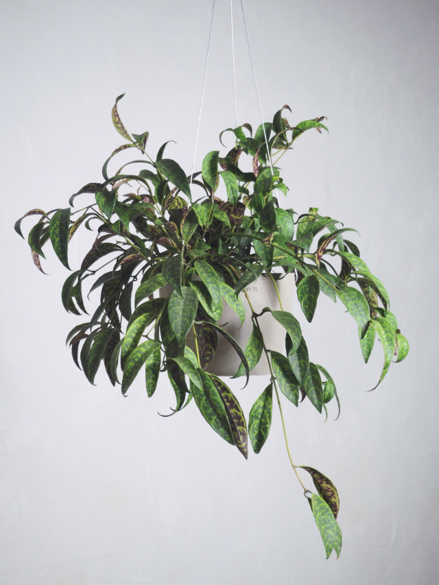 5,001～10,000円の商品｜京都二条の観葉植物専門店 COTOHA/コトハ