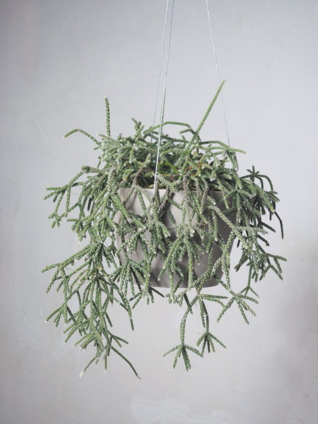 【カギしっぽの新芽がぴょこぴょこ】リプサリス パラドクサファイン 玉柳 カギしっぽの新芽がぴょこぴょこ】リプサリス パラドクサ