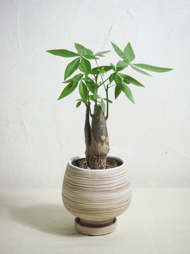 Momiji 　alba2株 Hospita1株 FUJIGENJIL72-ASH-DE-R OPB 【F250027】【3.71kg】商品詳細