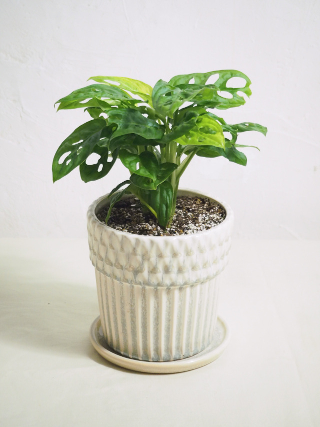 モンステラ・ポトス petit モンステラ・ポトス petit モンステラ・ポトス petit モンステラ