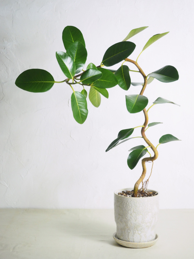 フィカス 観葉植物 フィカス・ベンガレンシス』🌱 淡い緑色の葉と白っぽい幹が特徴