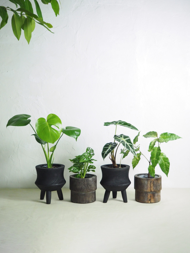 モンステラ・ポトス petit モンステラ・ポトス petit モンステラ・ポトス petit モンステラ