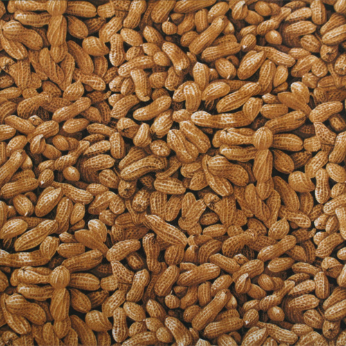 USAコットン【Foods & Kitchen柄】ピーナッツ柄  リアルプリント  (UFK-172)