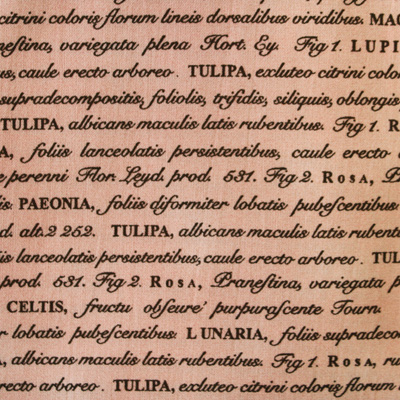 【英字プリント】50x55cm (UEG-044) カラーバリエーション