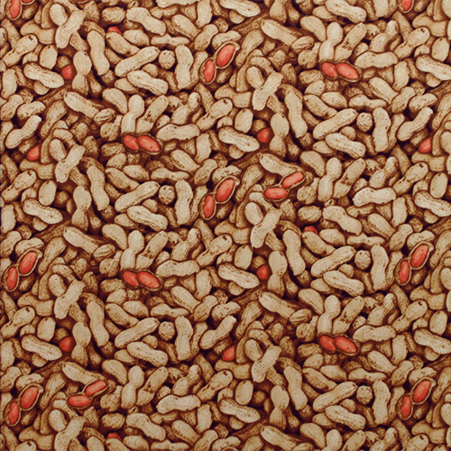 USAコットン【Foods & Kitchen柄】リアルプリント  ピーナッツ柄 (UFK-179)