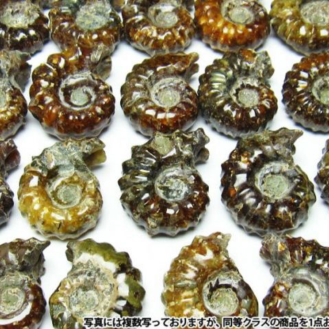 ドゥビレイセラス化石 《rv》[M407-1]