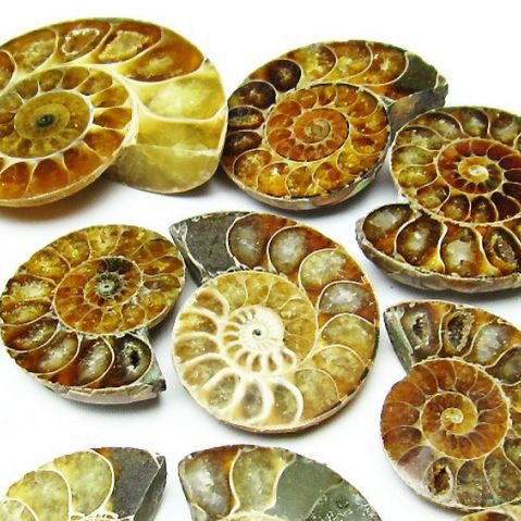 虹入りアンモナイト化石 Ammonite [M450-4]