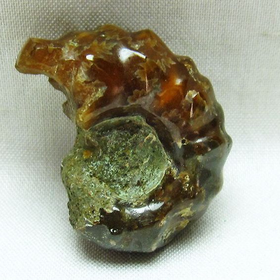 ドゥビレイセラス 化石[M85-605]