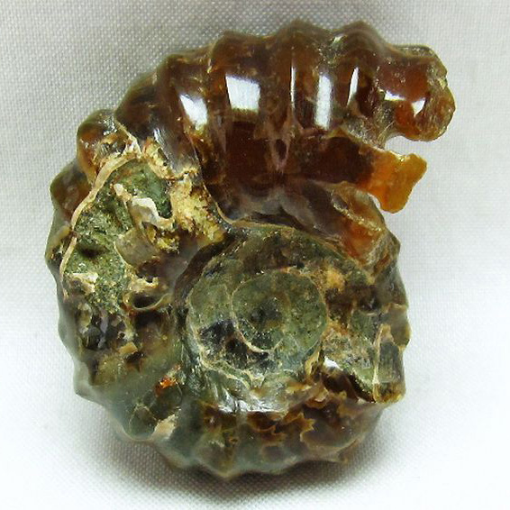 ドゥビレイセラス 化石[M85-680]