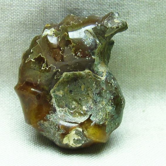 ドゥビレイセラス 化石[M85-774]