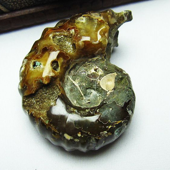 ドゥビレイセラス 化石[M85-974]