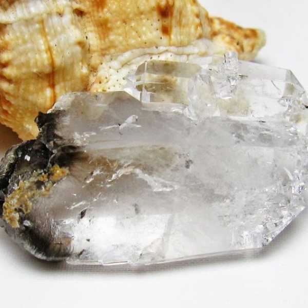 ロイヤルプラチナルチル　クラスター アメリカ産 [T126-7343]