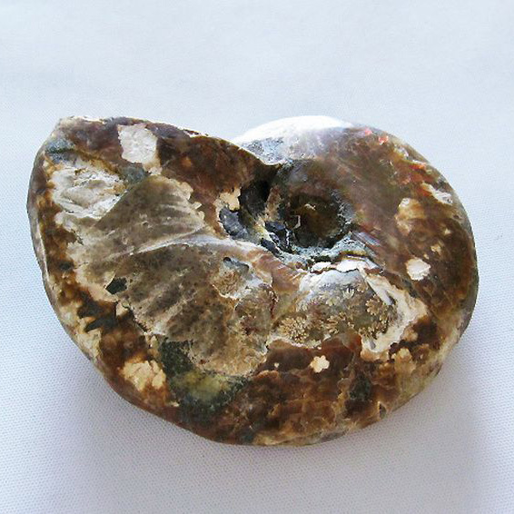 虹入り アンモナイト 化石[T485-2946]