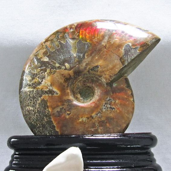 アンモナイト化石 t485-3030_1.jpg