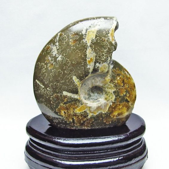 アンモナイト 化石[T570-3870]
