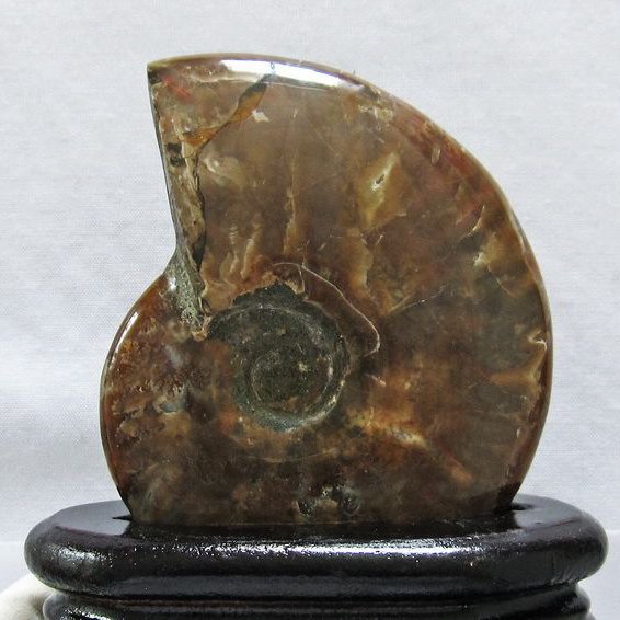 虹入り アンモナイト 化石[T570-3996]