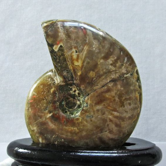 虹入り アンモナイト 化石[T570-4054]