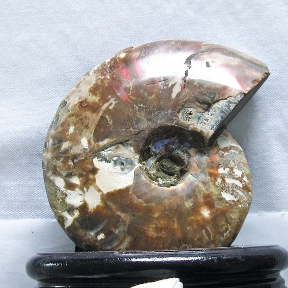 虹入り アンモナイト 化石[T570-4233]