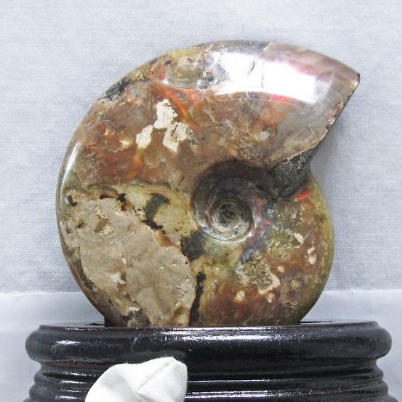 虹入り アンモナイト 化石[T570-4287]