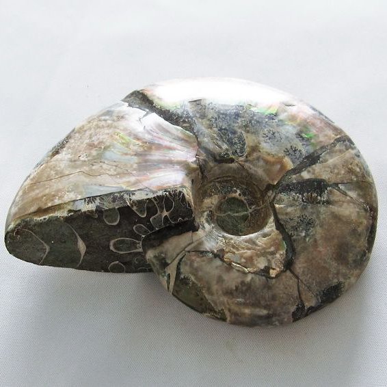 虹入り アンモナイト 化石[T570-4572]