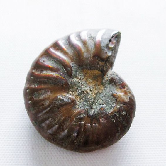 虹入り アンモナイト 化石[T570-4724]