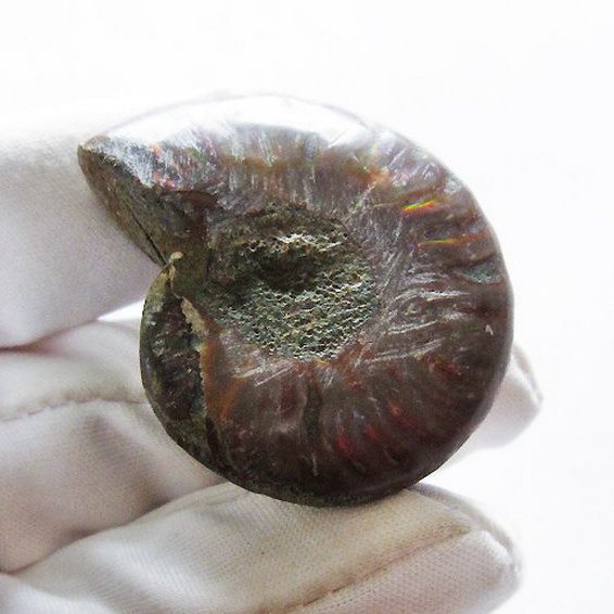 虹入り アンモナイト 化石[T570-4731]