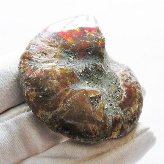 虹入り アンモナイト 化石[T570-4764]