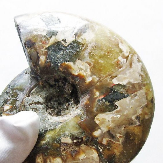 虹入り アンモナイト 化石[T570-4830]