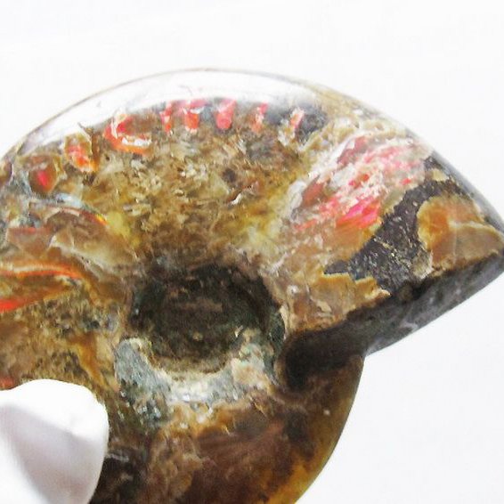 虹入り アンモナイト 化石[T570-4856]