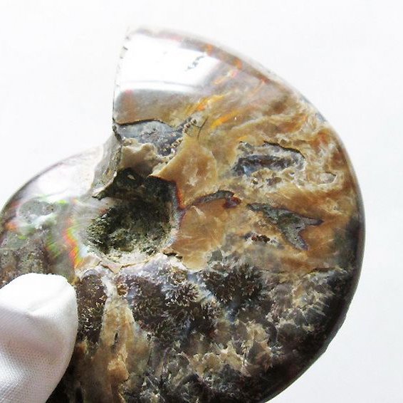 虹入り アンモナイト 化石[T570-4858]