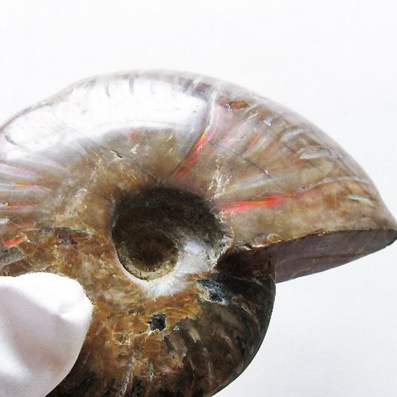 虹入り アンモナイト 化石[T570-4860]