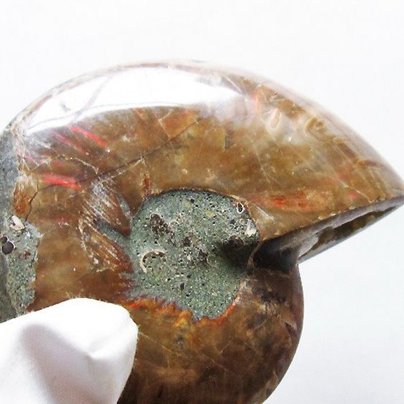 虹入り アンモナイト 化石[T570-4870]