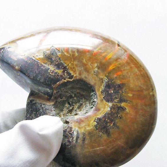 虹入り アンモナイト 化石[T570-4871]