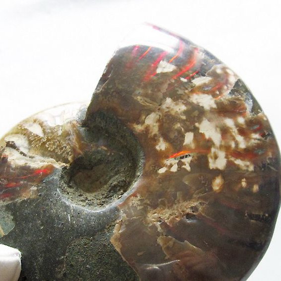 虹入り アンモナイト 化石[T570-4882]