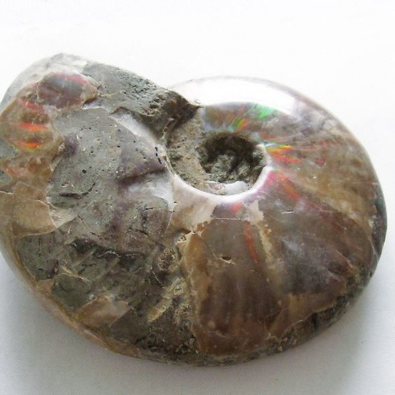 虹入り アンモナイト 化石[T570-4883]