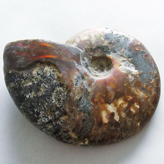 虹入り アンモナイト 化石[T570-4889]