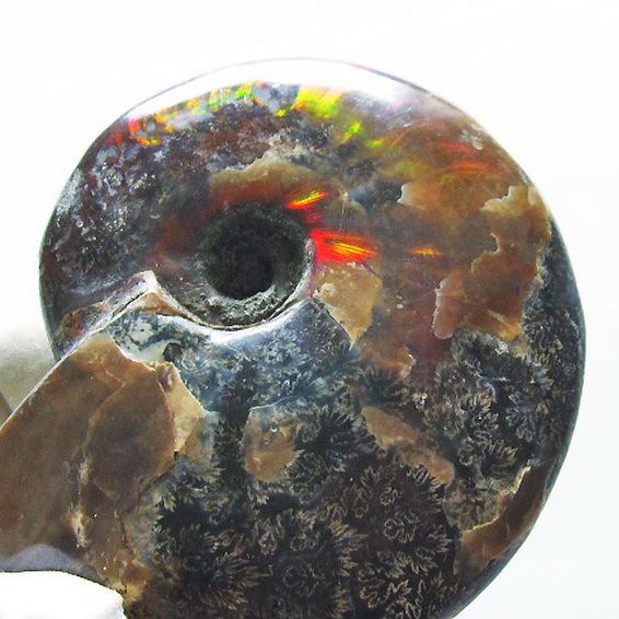 アンモナイトの化石は、さまざまな表情を魅せ大変美しい天然石です